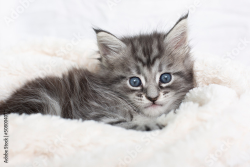 Beautiful fluffy gray Maine Coon kittens in a blanket on a light background. Cute pets.