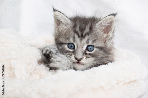 Beautiful fluffy gray Maine Coon kittens in a blanket on a light background. Cute pets.