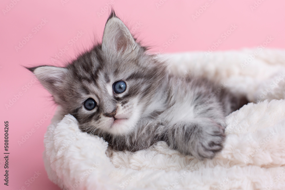 Beautiful fluffy gray Maine Coon kittens on a blanket on a pink background. Cute pets.
