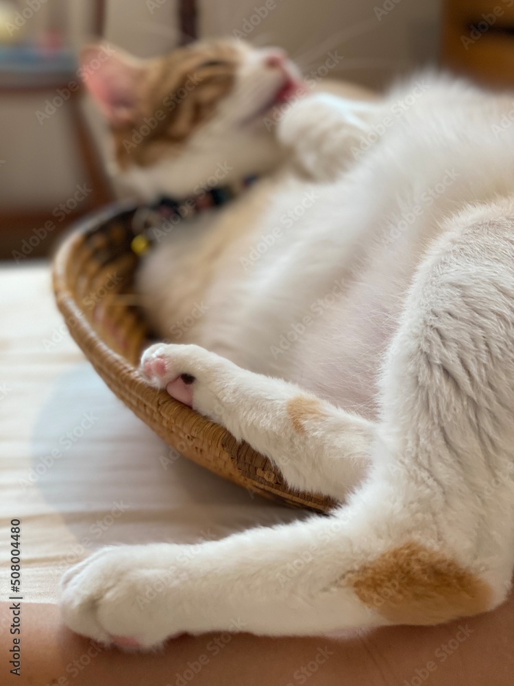 Adorable 2 years old lady cat chilling in a basket, glooming herself, year 2022 Tokyo Japan May 28th Adorable 2 years old lady cat chilling in a basket, glooming herself, year 2022 Tokyo Japan May 28th