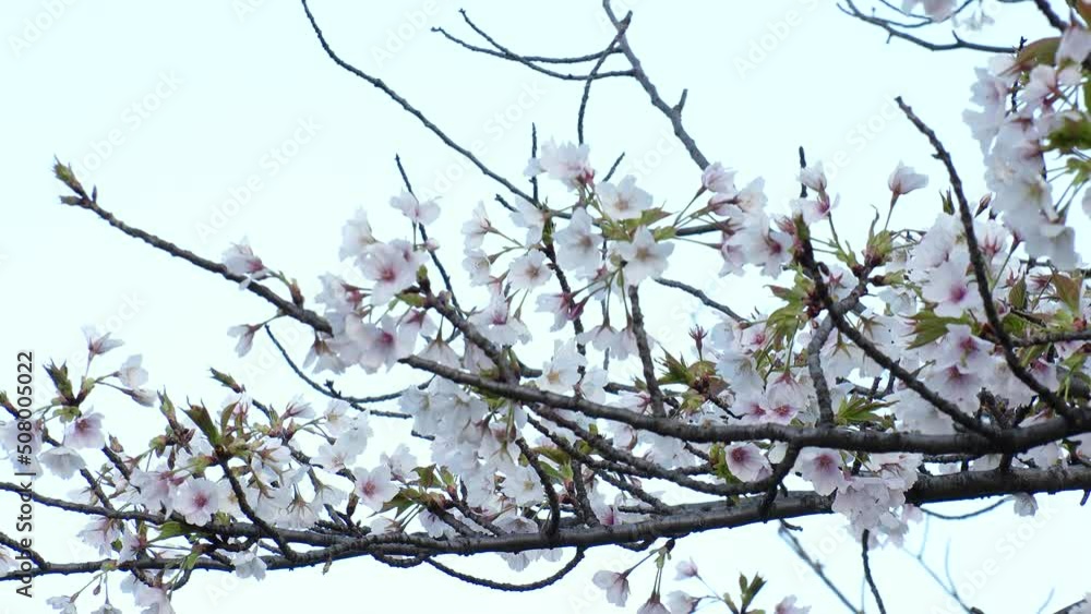 NAKAMEGURO, TOKYO, JAPAN - APRIL 2022 : View of Hazakura (cherry tree in leaf or a cherry tree whose blossoms have fallen) at Nakameguro area. End of Japanese spring season concept video. NAKAMEGURO, TOKYO, JAPAN - APRIL 2022 : View of Hazakura (cherry tree in leaf or a cherry tree whose blossoms have fallen) at Nakameguro area. End of Japanese spring season concept video.