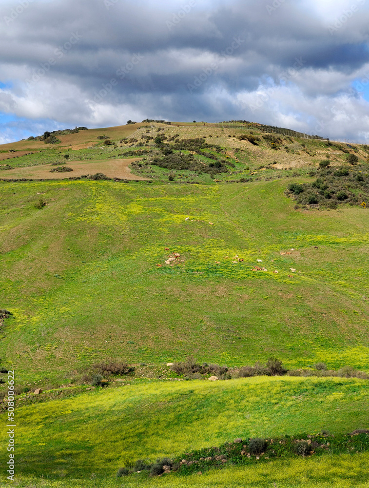 Meadows in springtime