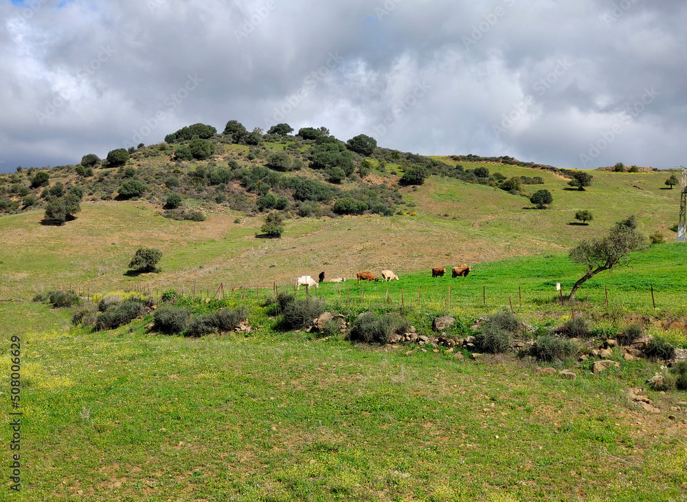 Meadows in springtime