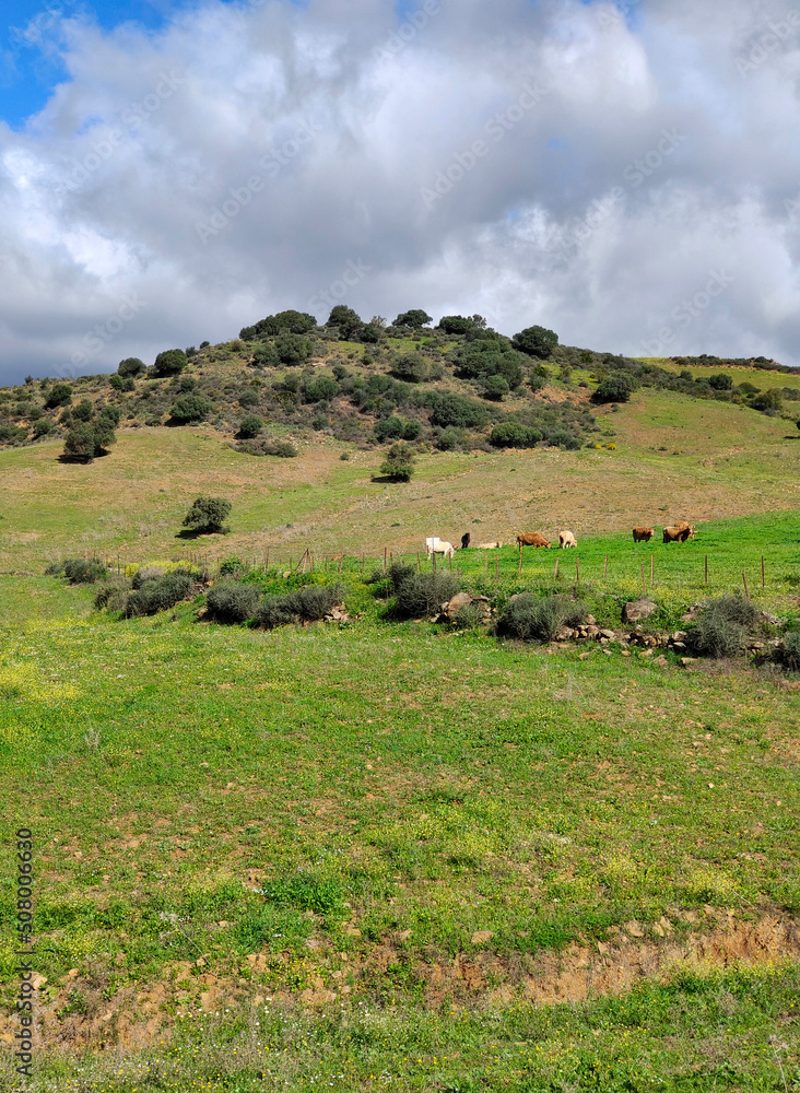 Meadows in springtime