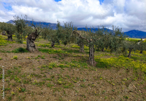 Olive trees in Andalusia