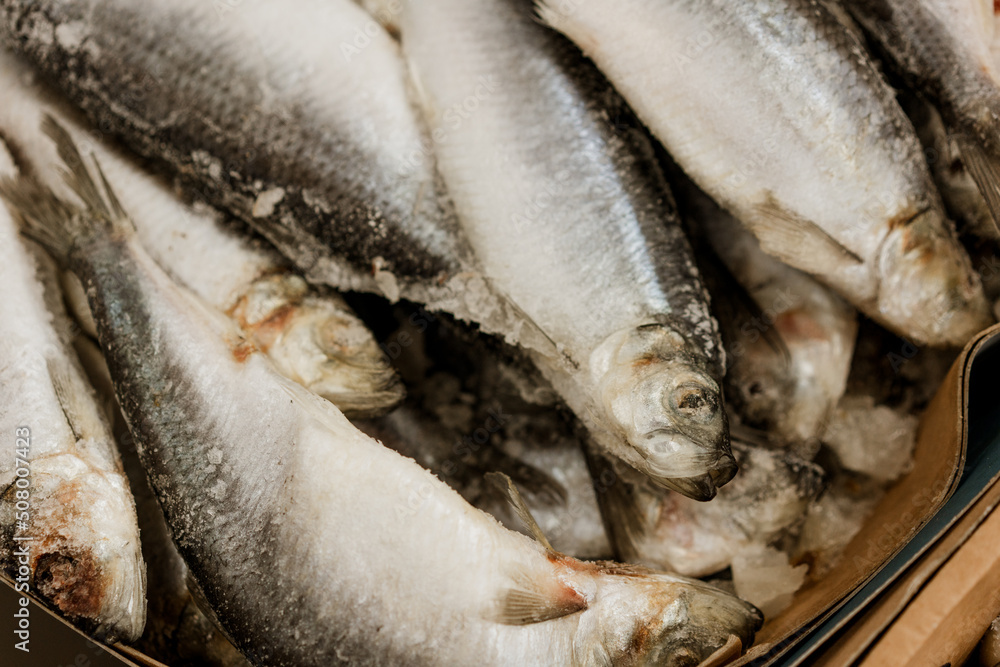 Frozen mackerel at seafood supermarket stall. Aquaculture industry. Selective focus