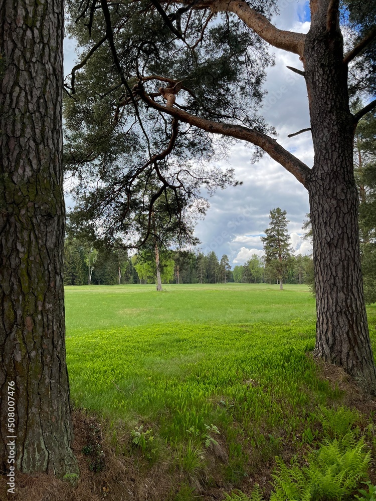 Fototapeta premium green field and forest background, cloudy sky