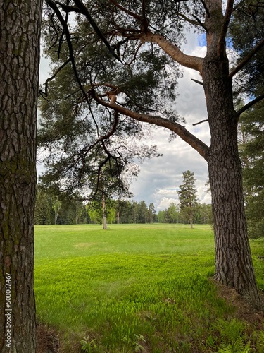 green field and forest background, cloudy sky