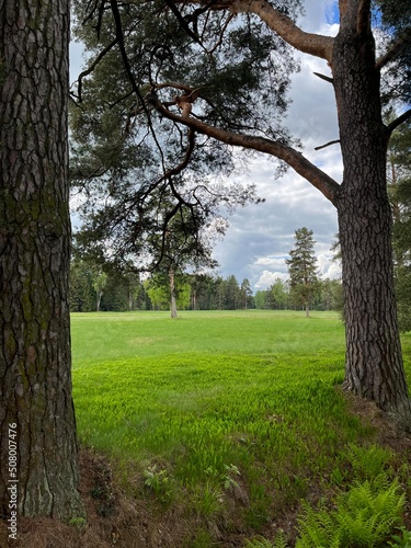 green field and forest background, cloudy sky