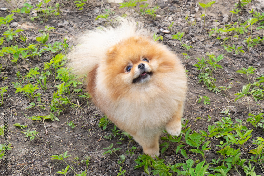 Red and yellow Pomeranian Spitz dog with a beautiful muzzle looks up against the background of the ground and green grass. Close up Red and yellow Pomeranian Spitz dog with a beautiful muzzle looks up against the background of the ground and green grass. Close up