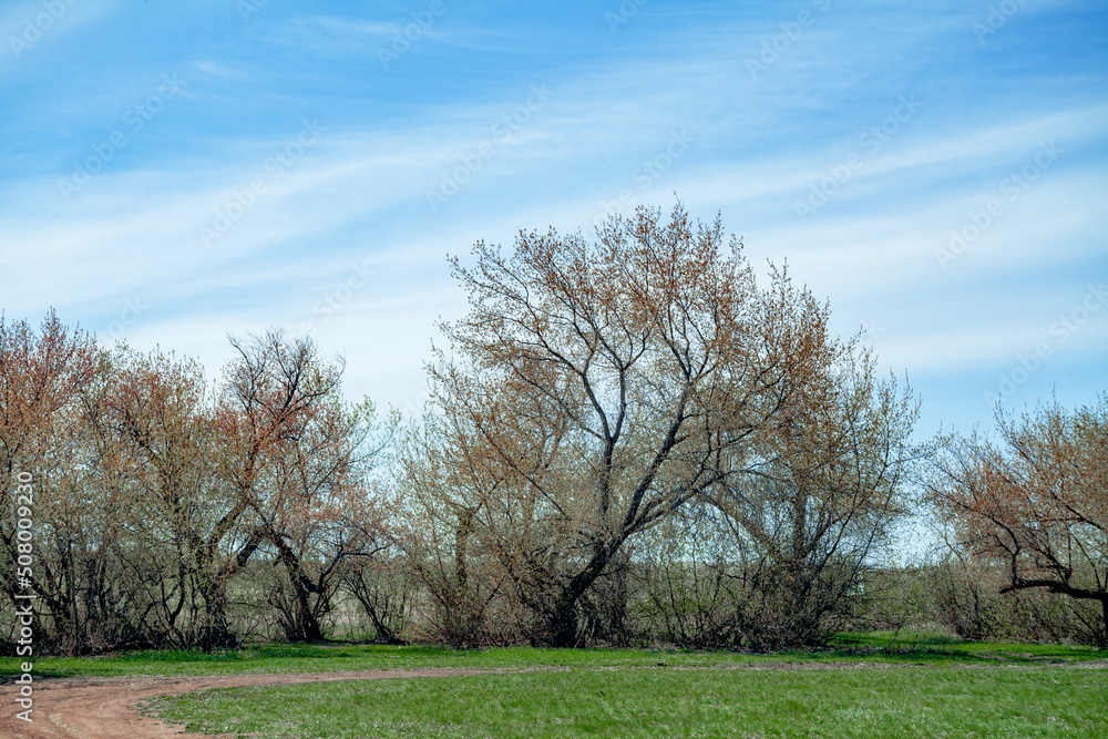 A beautiful shrub . In a green clearing, grass. With a beautiful blue sky and clouds.natural background. Creative image. poster.landscape A beautiful shrub . In a green clearing, grass. With a beautiful blue sky and clouds.natural background. Creative image. poster.landscape
