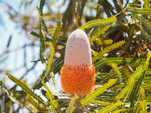 beautiful Western Australia Flower Banksia Burdettii