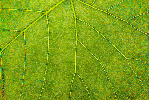 Close up of a green leaf. Macro Photography photo