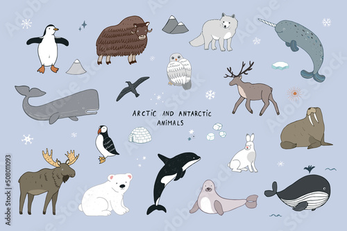 Arctic animals vector illustrations set