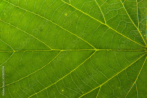 Close up of a green leaf. Macro Photography