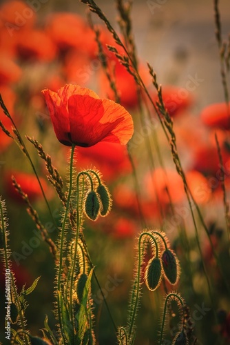 Beautiful spring floral background. Red poppies in green grass. Photo in shallow depth of field.