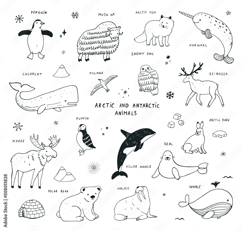 Obraz premium Arctic animals vector illustrations set