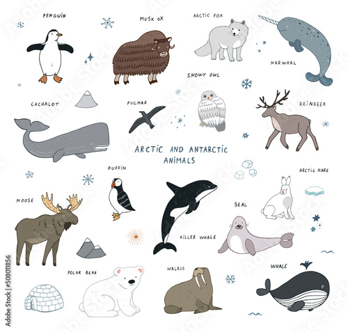 Arctic animals vector illustrations set