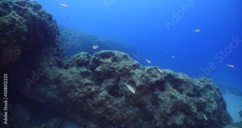 little pufferfish school close up mediterranean sea invasive fish underwater ocean scenery Torquigener flavimaculosus photo