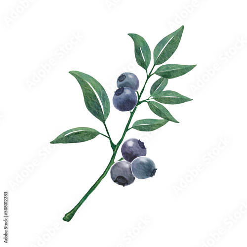 Blueberry Watercolor Drawing