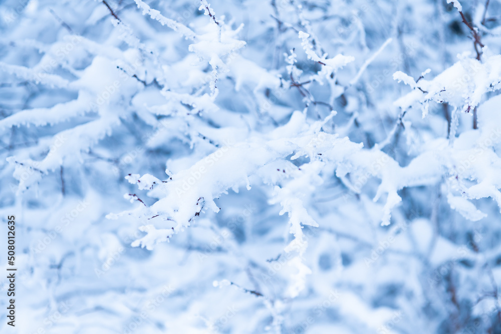 branches of a tree covered with snow in winter day, close up
