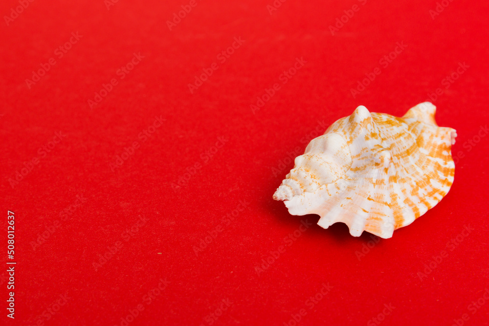 Beach seashells on colored background. Mock up with copy space Beach seashells on colored background. Mock up with copy space