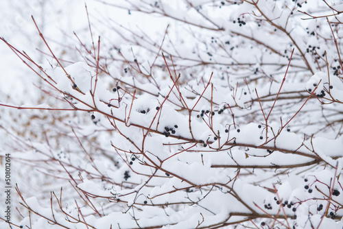 berries on the branches of the plant covered with snow in winter day