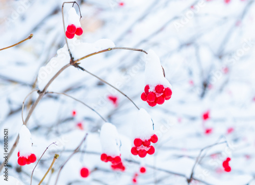 Red berries on the branches of the plant covered with snow in winter day