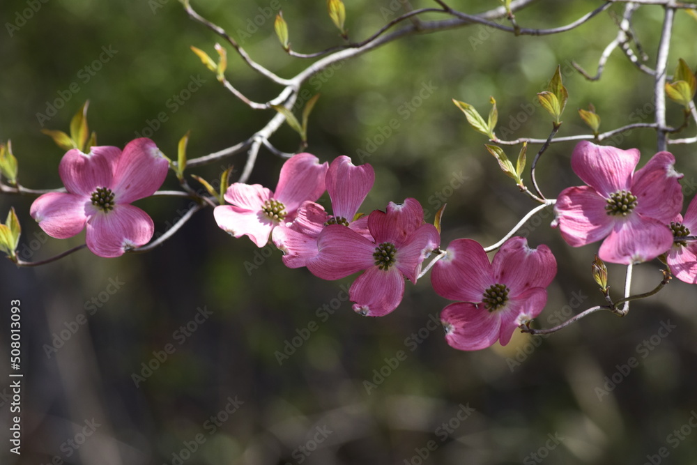 Obraz premium pink blossom in spring