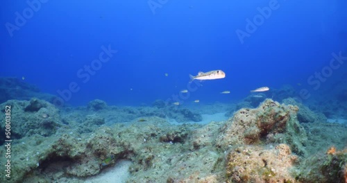 Wallpaper Mural little pufferfish school close up mediterranean sea invasive fish underwater ocean scenery Torquigener flavimaculosus Torontodigital.ca