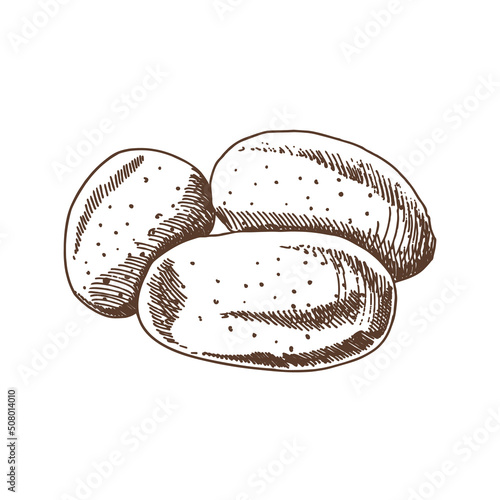 Vector hand drawn potato outline doodle icon. Starch sketch illustration for print, web, mobile and infographics isolated on white background.