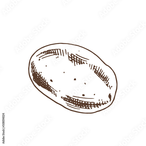 Vector hand drawn potato outline doodle icon. Starch sketch illustration for print, web, mobile and infographics isolated on white background.