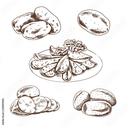 Hand drawn sketch style set illustration of ripe potatoes. Eco food vintage vector illustration.  Starch sketch illustration for print, web, mobile and infographics isolated on white background.