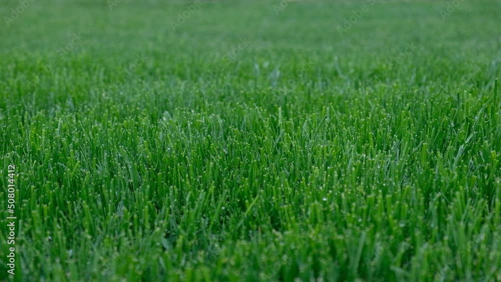 Close up green grass, natural greenery background texture of lawn garden. Ideal concept used for making green flooring, lawn for training football pitch, Grass Golf Courses, green lawn pattern. Close up green grass, natural greenery background texture of lawn garden. Ideal concept used for making green flooring, lawn for training football pitch, Grass Golf Courses, green lawn pattern.