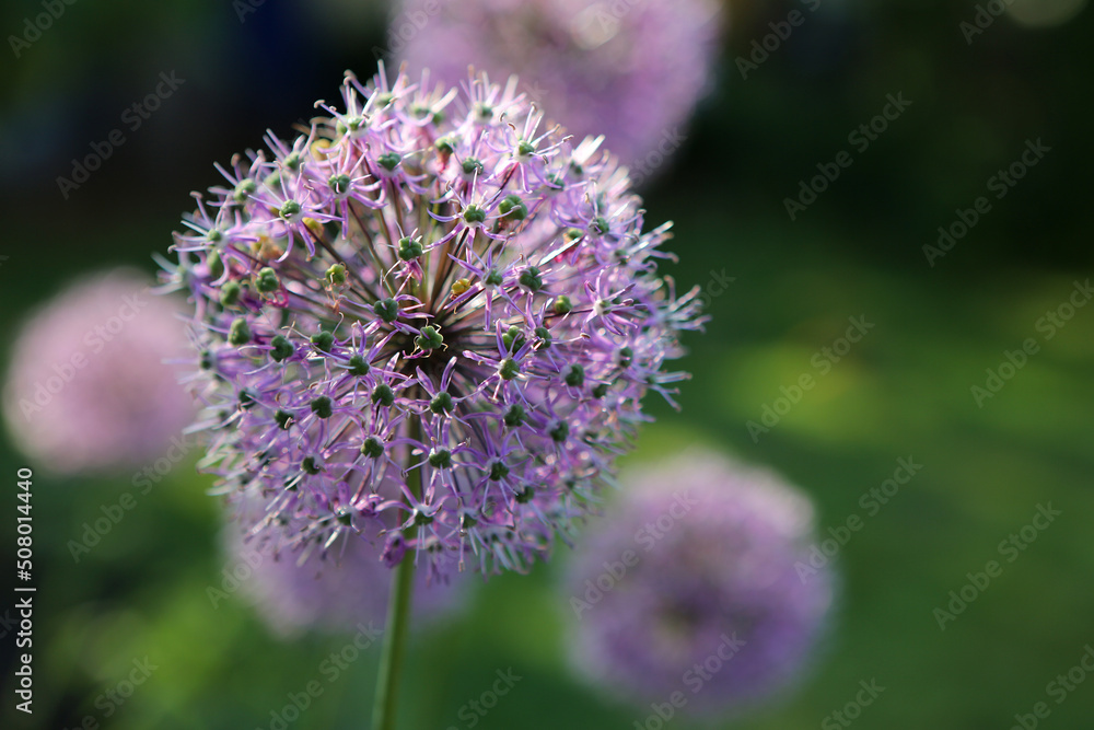 Allium Aflatunense auch Sternkugellauch Allium Aflatunense auch Sternkugellauch