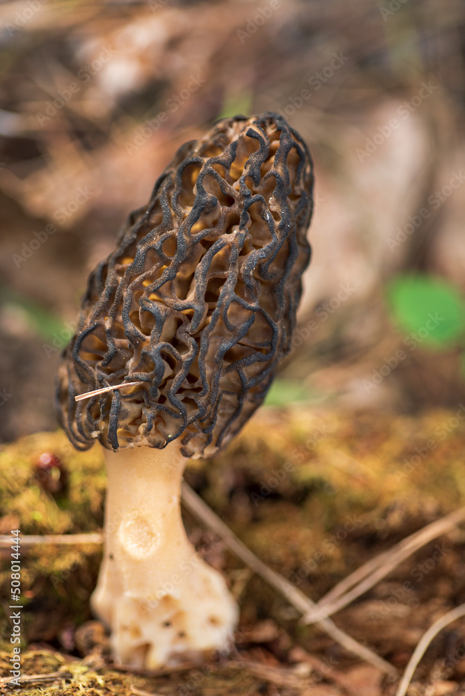 Morel mushrooms grows in forest (Morchella esculenta) Morel mushrooms grows in forest (Morchella esculenta)