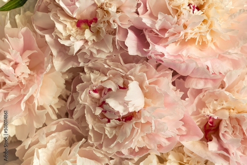 Soft cream pink peonies background, macro, close up