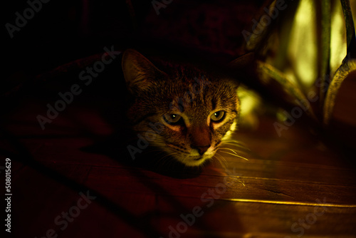 Photo of a domestic kitten in bright yellow light. Night time when cats like to play.