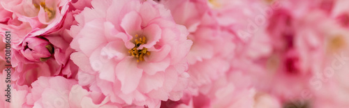 Fotografiet close up view of blossoming pink flowers of cherry tree, banner.