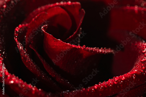 Blooming red rose bud in water drops close-up on a black background