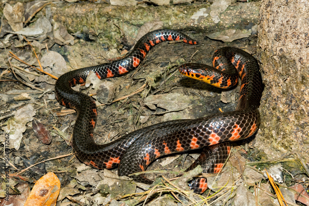Obraz premium Eastern Mud Snake - Farancia abacura