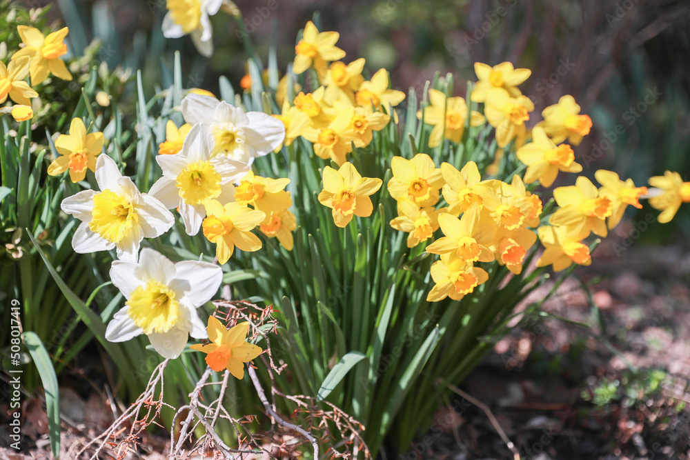 Field of Daffodils - Image Field of Daffodils - Image