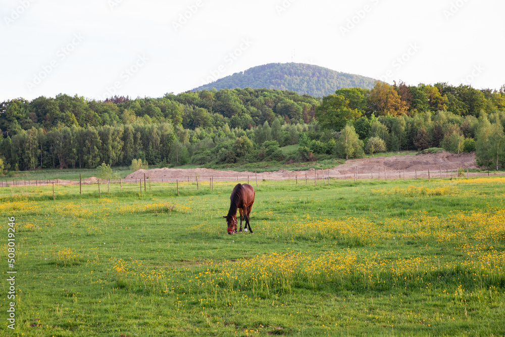 Wild horses such as mustangs graze in clear mountain meadows. Flowering meadows against the backdrop of beautiful forest peaks, the sun sets, a warm summer evening