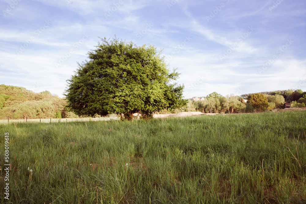 Fototapeta premium One warm summer evening in nature. Lonely tree in the field. Beautiful countryside landscape