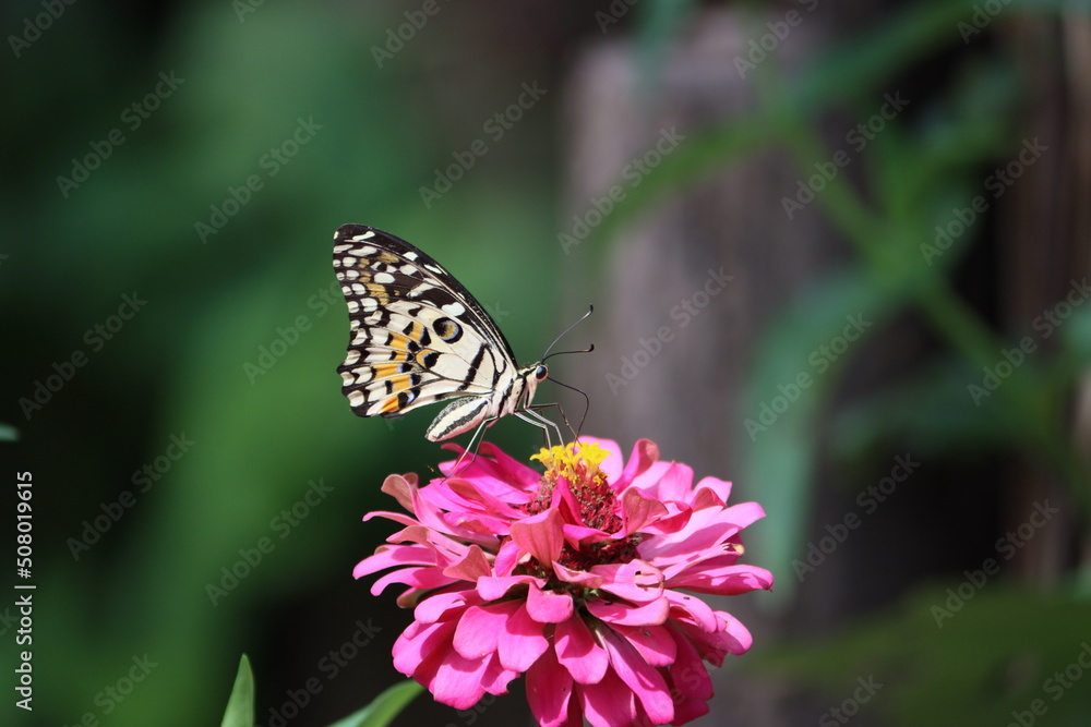 Papilio demoleus is a common and widespread swallowtail butterfly. The butterfly is also known as the lemon butterfly, lime swallowtail, and chequered swallowtail. Papilio demoleus is a common and widespread swallowtail butterfly. The butterfly is also known as the lemon butterfly, lime swallowtail, and chequered swallowtail.