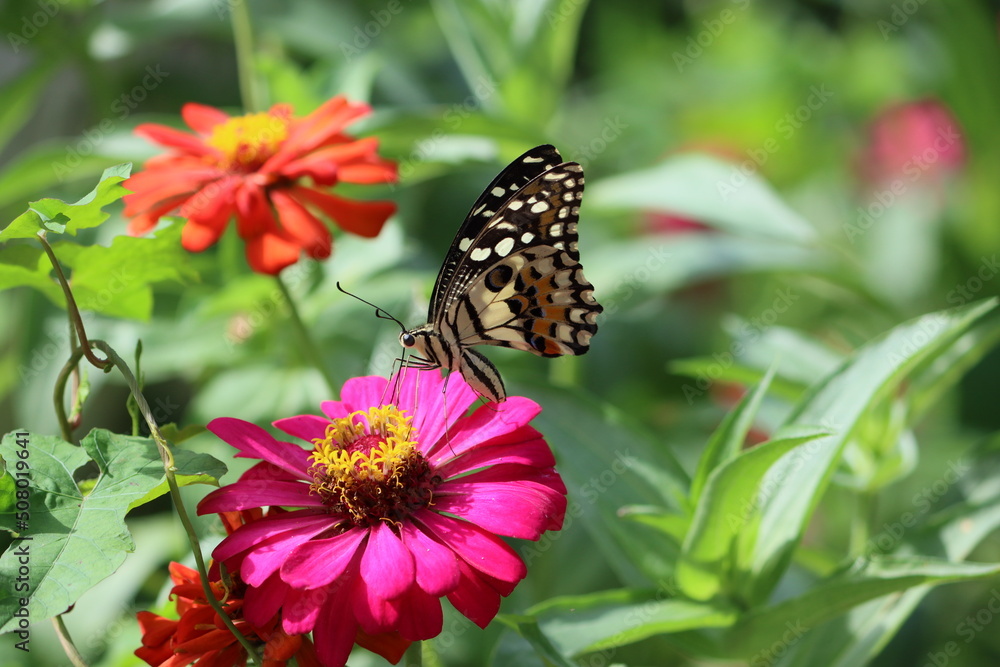Papilio demoleus is a common and widespread swallowtail butterfly. The butterfly is also known as the lemon butterfly, lime swallowtail, and chequered swallowtail. Papilio demoleus is a common and widespread swallowtail butterfly. The butterfly is also known as the lemon butterfly, lime swallowtail, and chequered swallowtail.