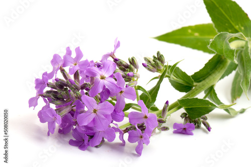 Macro photo blue periwinkle flower, blossoming flowers on isolated white background. photo