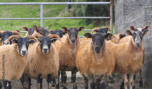 Blackface Sheep standing behind a gate in handling pen in Ireland