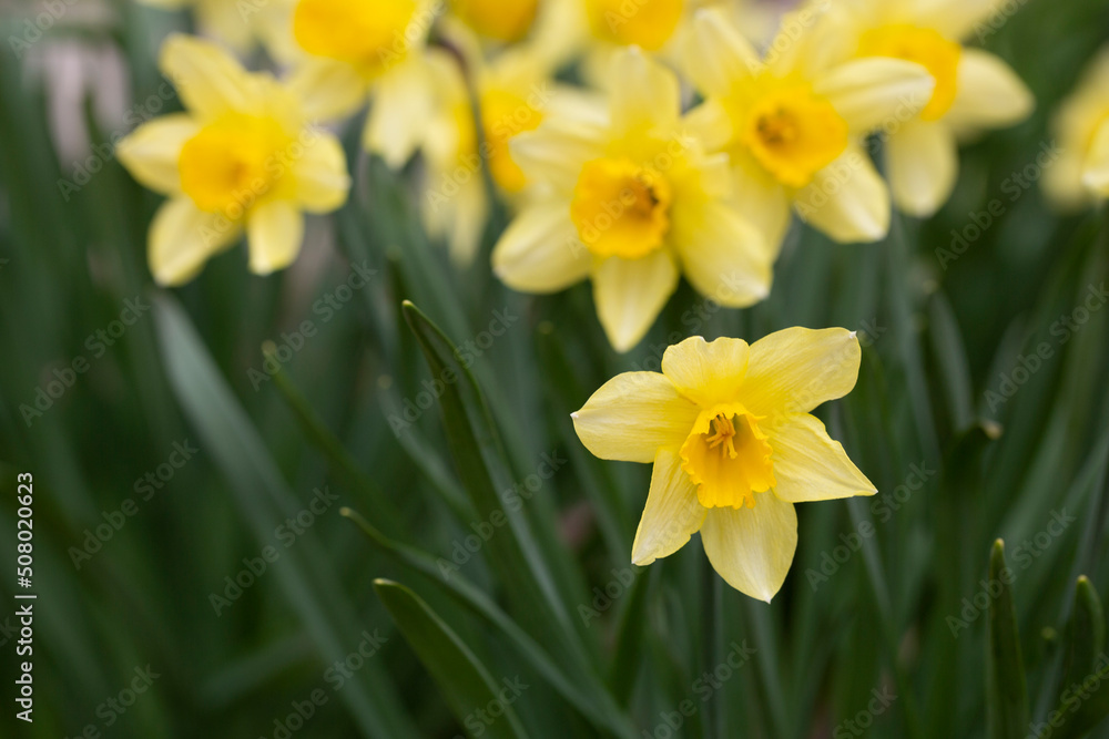 Spring flower yellow Narcissus in the garden, selective focus, close-up Spring flower yellow Narcissus in the garden, selective focus, close-up