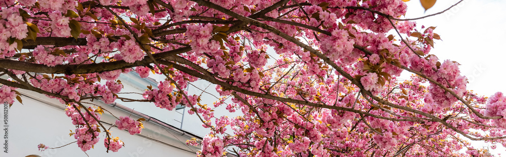 blooming and pink flowers on branches of sakura tree, banner. blooming and pink flowers on branches of sakura tree, banner.